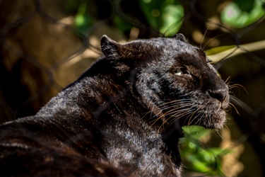 Panther photograph