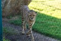 Houston_Zoo_7-3-13