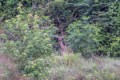 Deer_in_Willow_Forest