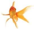 Goldfish animated GIF