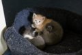 Kittens_5-27-15